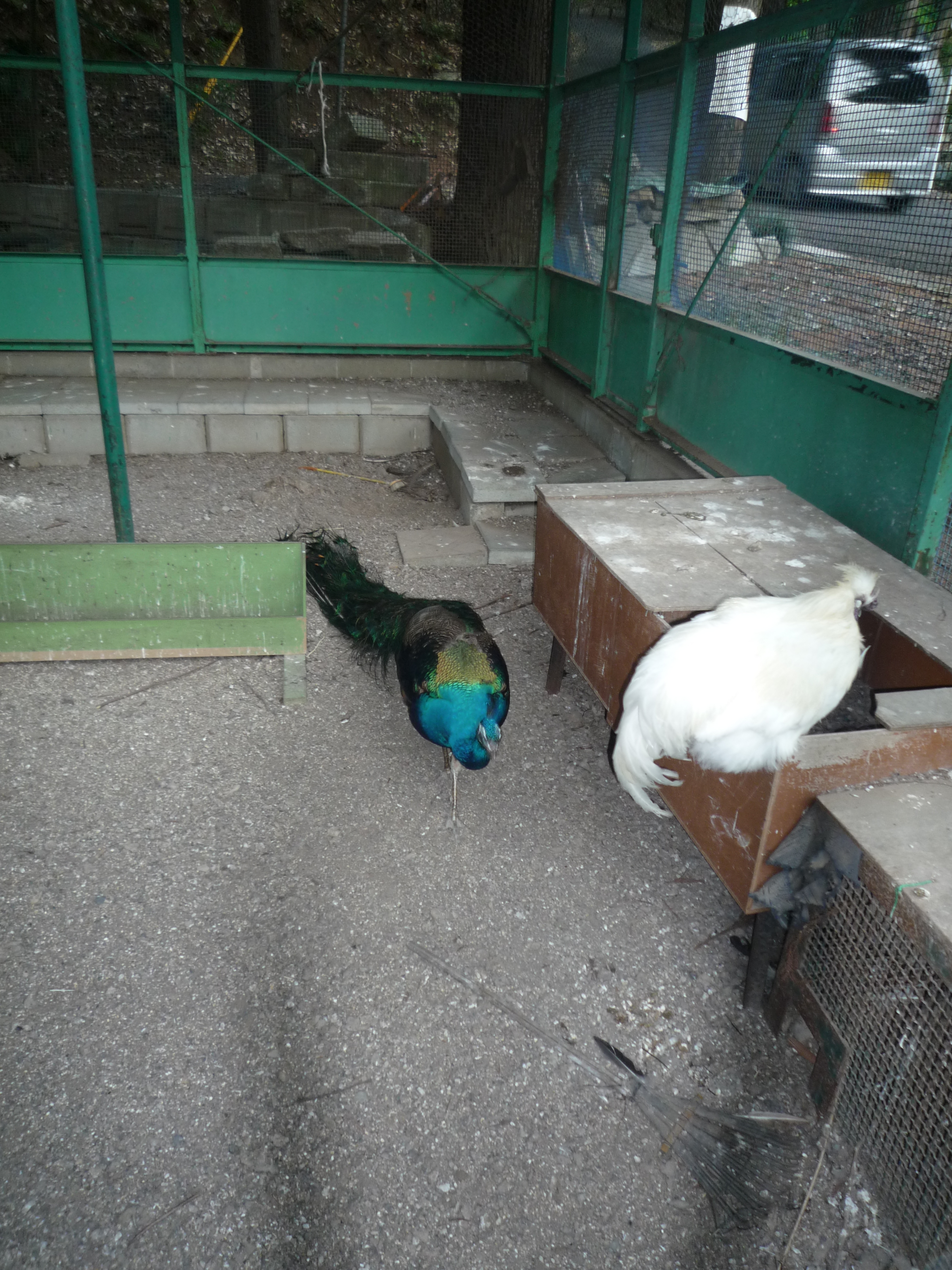 p1000335.jpg