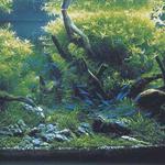 amano01dbu9.jpg