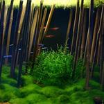 48595104.bamboo010900.jpg