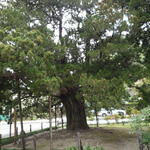 un arbre très très vieux