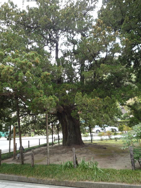 un arbre très très vieux