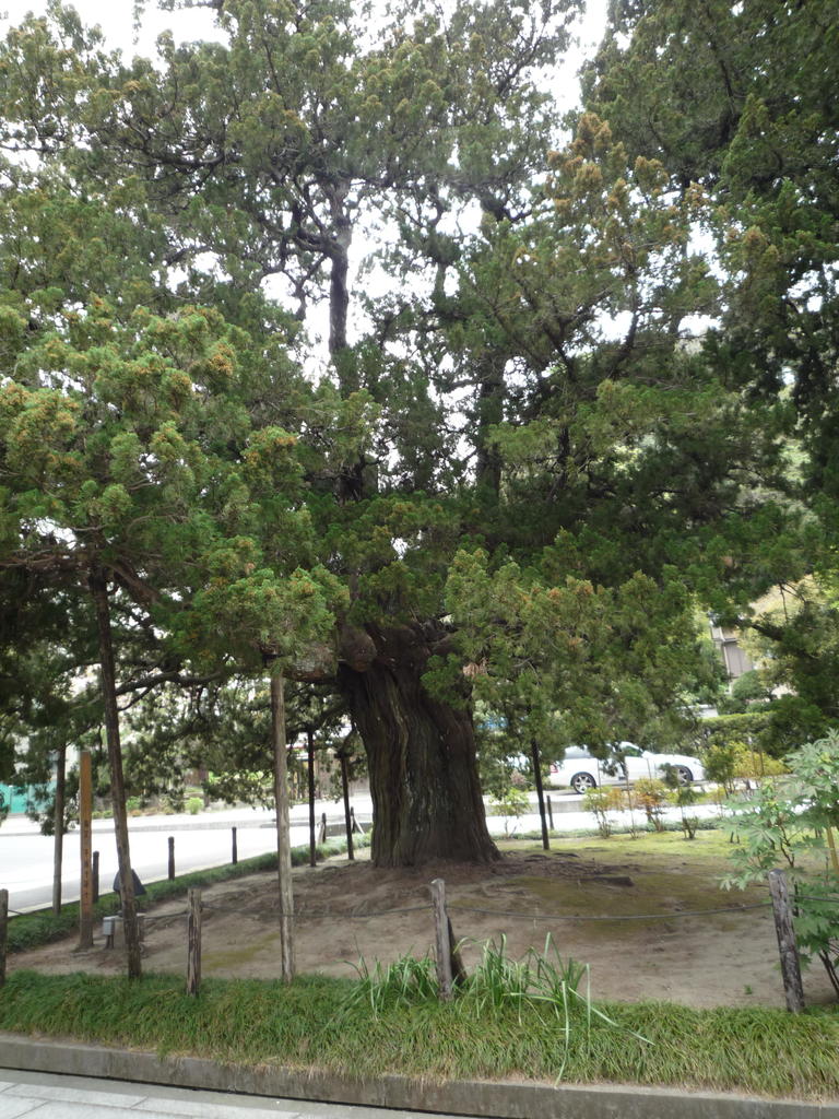 un arbre très très vieux