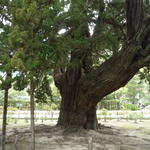 un arbre très très vieux