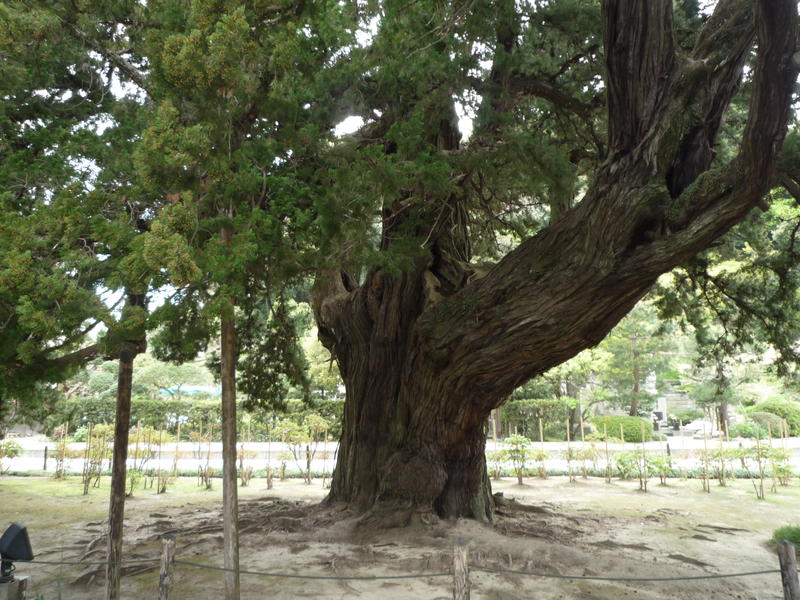 un arbre très très vieux