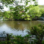 le lac au tortues