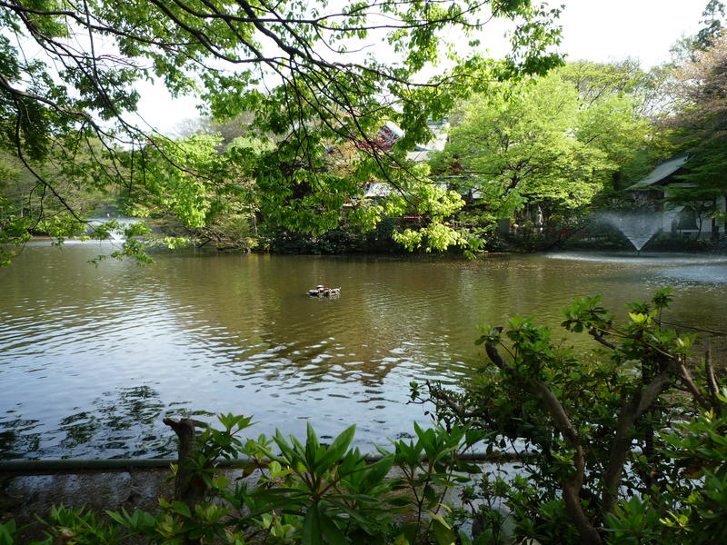 le lac au tortues
