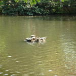 la pause soleil des tortues