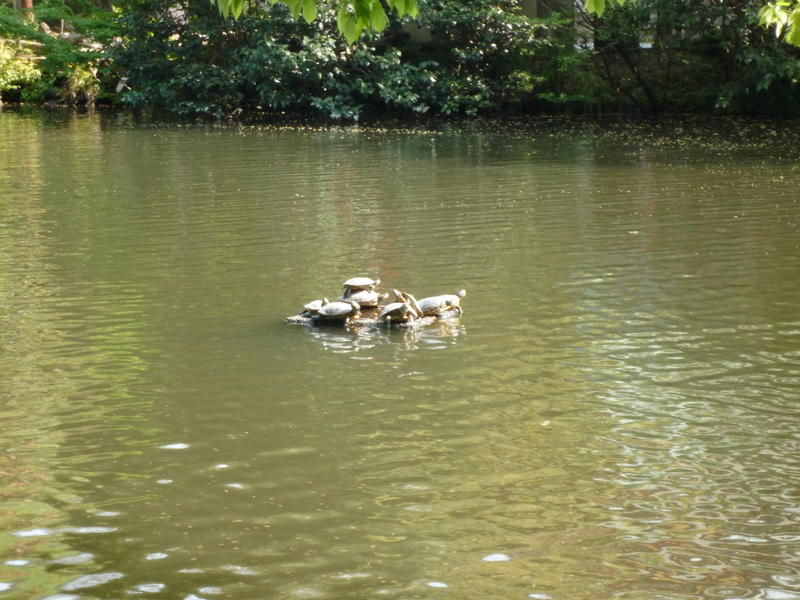 la pause soleil des tortues