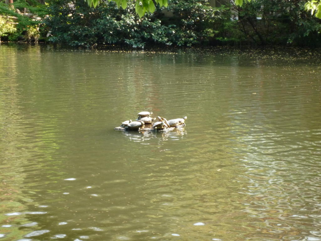 la pause soleil des tortues